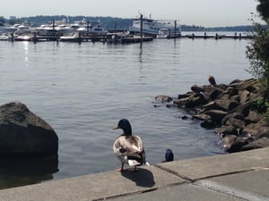 It's a duck's life at Marina State Park