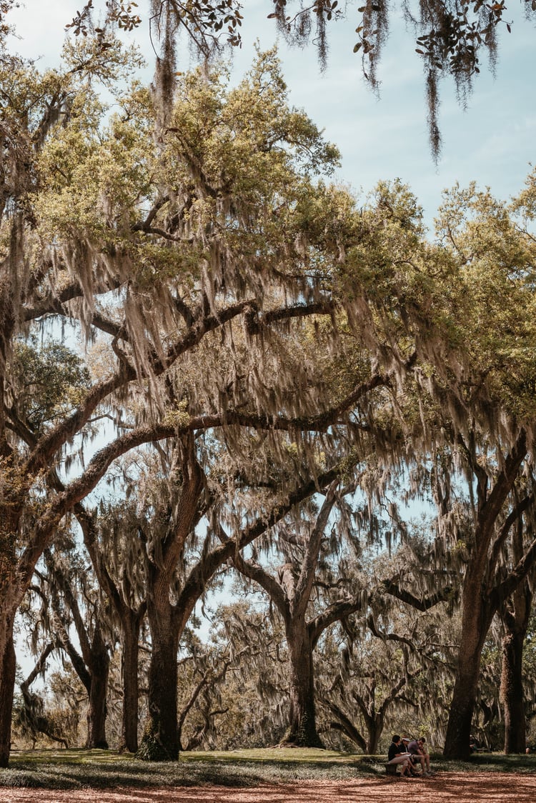 A group of young adults sitting below a group of tall trees